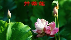 公园遛弯儿，随见随拍