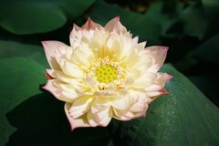 龙溪植物园