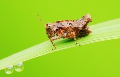 蝗虫26.1