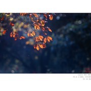 251030 秋叶 秋菊