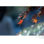 251030 秋叶 秋菊