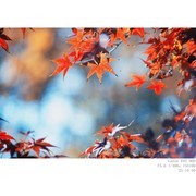 251030 秋叶 秋菊