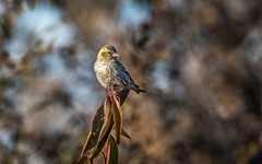 小黄雀（四十三）