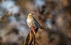 小黄雀（四十三）