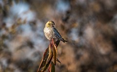 小黄雀（四十三）
