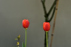 2026花卉植物赏析——郁金香【3】