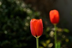 2026花卉植物赏析——郁金香【3】