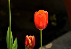 2026花卉植物赏析——郁金香【3】