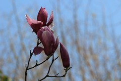 拍摄花卉一（990）