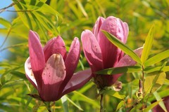 拍摄花卉一（990）