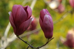 拍摄花卉一（990）