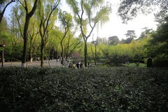 杭州西湖柳浪闻莺公园