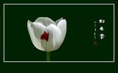 一组肃穆圣洁的白郁金香