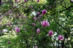 花树