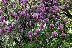 花树