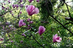 花树