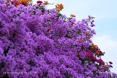 秋日繁花）（三）
