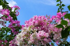 秋日繁花）（三）