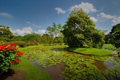 西双版纳风景 17