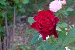 玫瑰花