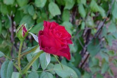 玫瑰花