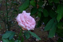玫瑰花