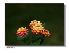 佛山的最后篇-千灯湖的花草。