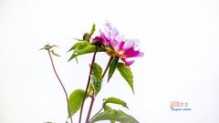 芍药花开（14）