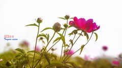 芍药花开（14）
