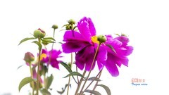 芍药花开（14）