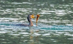 明湖鸬鹚（七）