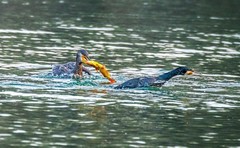 明湖鸬鹚（七）