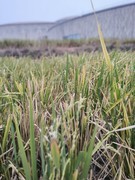 漫步星城 （921）隆平水稻文化园