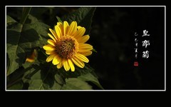 金黄灿灿王侯色，婀娜婷婷皇帝菊