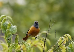 北红尾鸲（10）