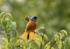 北红尾鸲（10）