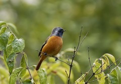 北红尾鸲（10）