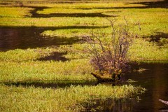 外出随拍（781）.