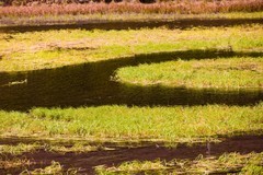 外出随拍（781）.