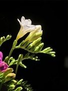香雪兰（手机花卉，第二集）——10P