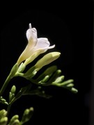 香雪兰（手机花卉，第二集）——10P