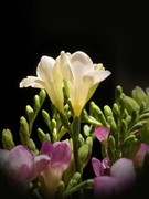 香雪兰（手机花卉，第二集）——10P