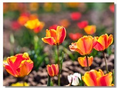 郁金香（十八）