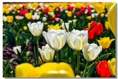 郁金香（十八）