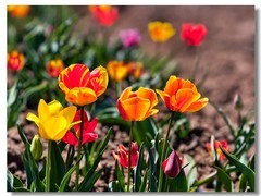 郁金香（十八）