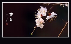 素雅靓丽的杏花