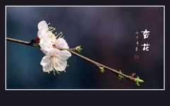 素雅靓丽的杏花