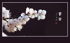 素雅靓丽的杏花