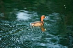 春日——湖畔风光