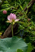 四探云溪拍盆莲-2